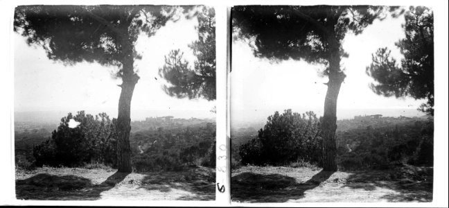 Panoràmica des d ' un bosc