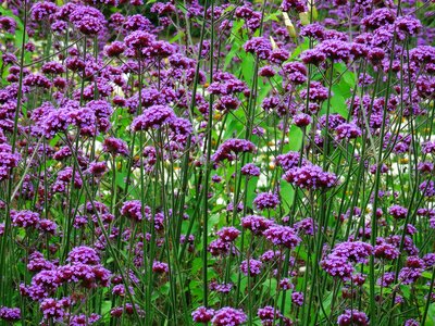 Purple flower background plant photo