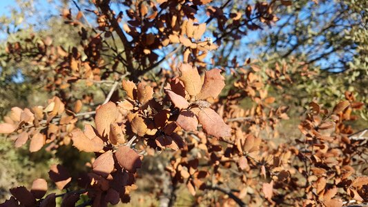 Season fall natural