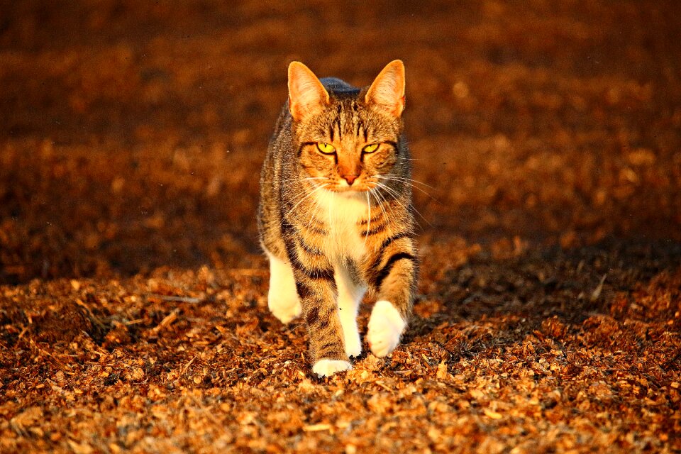 Domestic cat tiger cat mackerel