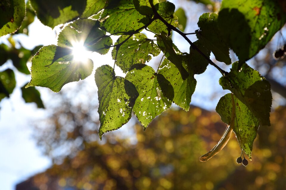 Tree sun sunlight