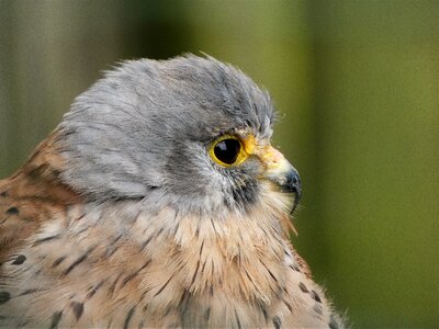 Eye young animal falco tinnunculus