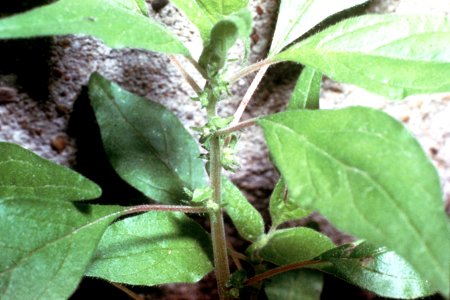Parietaria pensylvanica NRCS-1