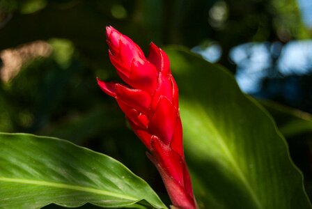 Beauty flowers flowers thailand photo