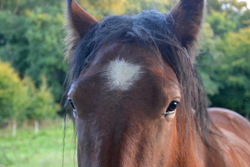 Toupet ears white portrait