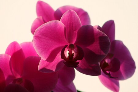 Petal flowers orchid photo