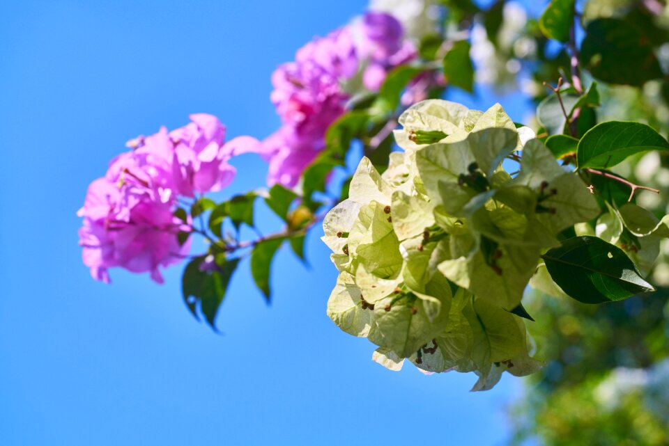 Spring close flower picture