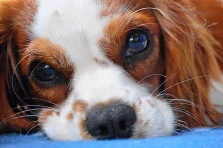 Small dog portrait white