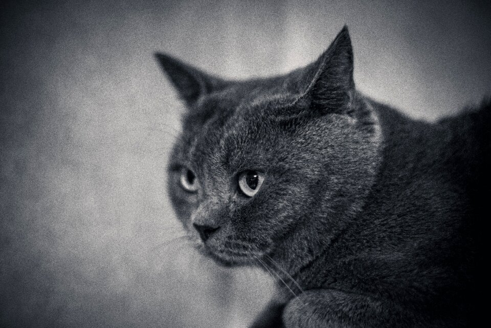 Kitty black cat animal