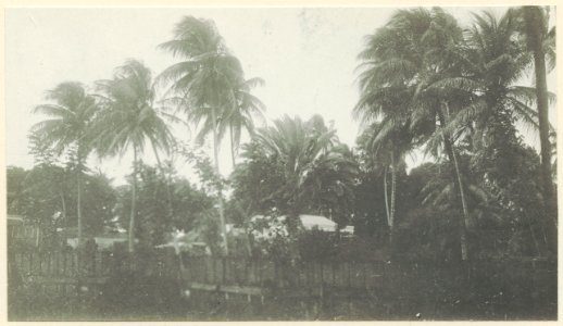 Parkmotiv. Små Antillerna, Västindien. Barbados - SMVK - 0249.c.0003