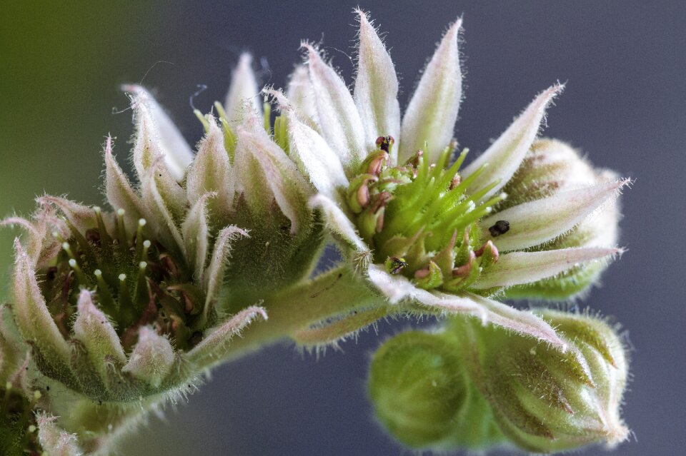 The flower of the rock rose plant the puck