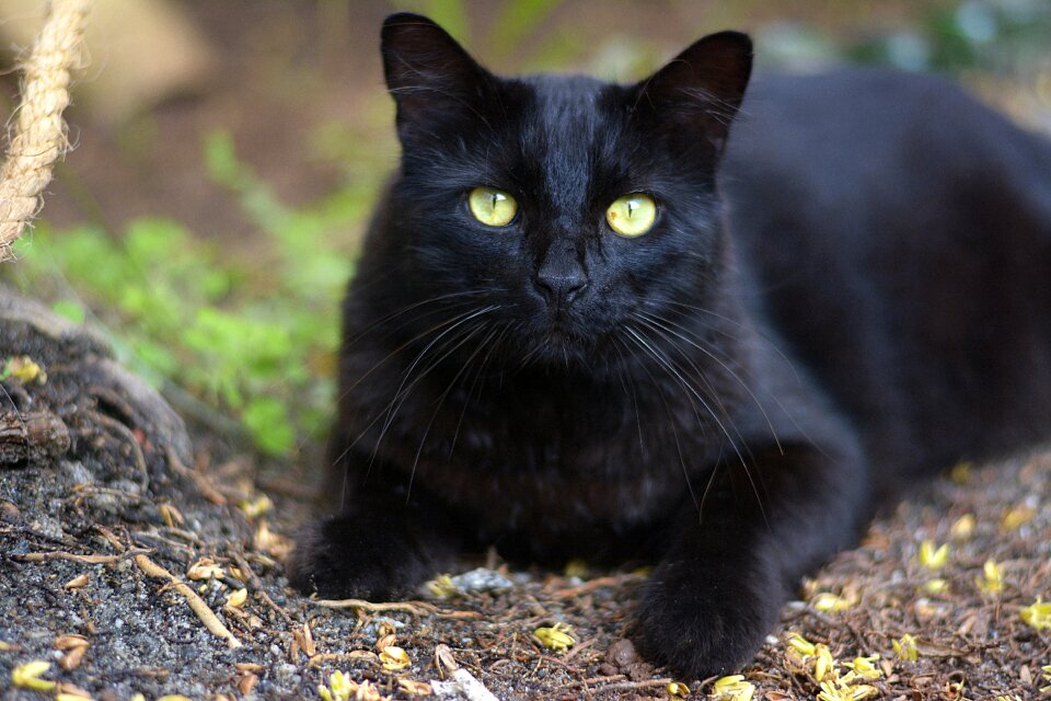 Mammals cat feline