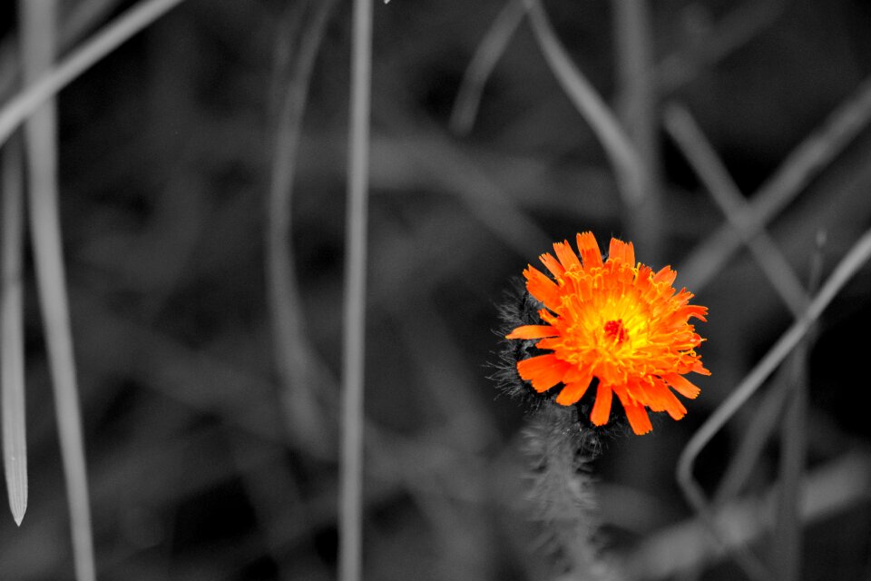 Closeup blooms beauty