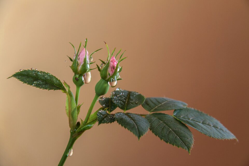 Flower plant pink flower