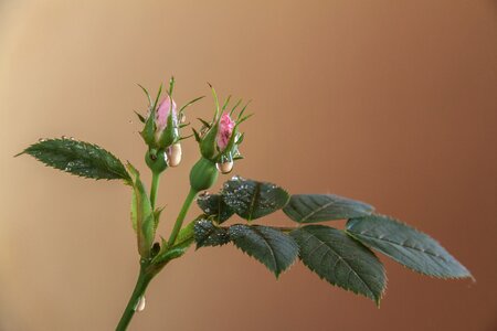 Flower plant pink flower