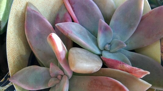 Desktop cactus succulent