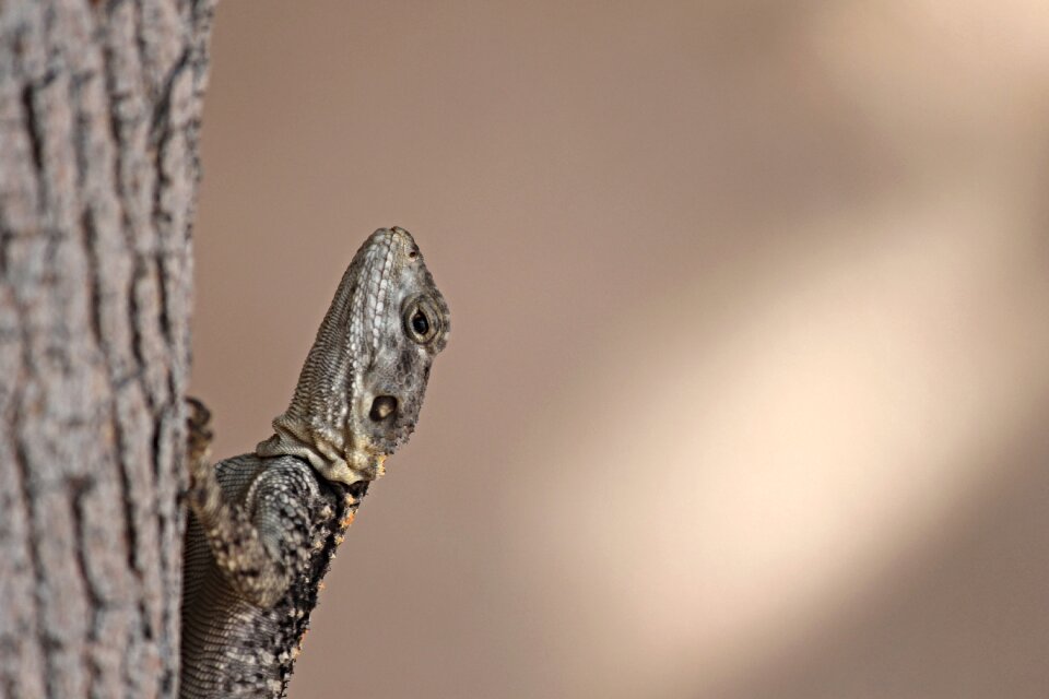 Animal creature gecko