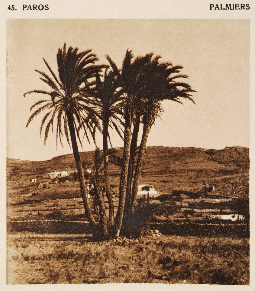 Paros – Palmiers - Baud-bovy Daniel Boissonnas Frédéric - 1919