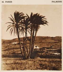 Paros – Palmiers - Baud-bovy Daniel Boissonnas Frédéric - 1919