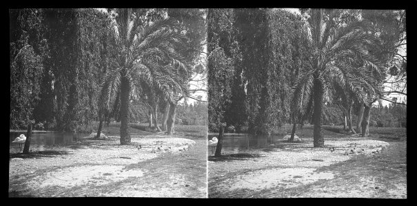 Parc de la Ciutadella amb part del llac i aus