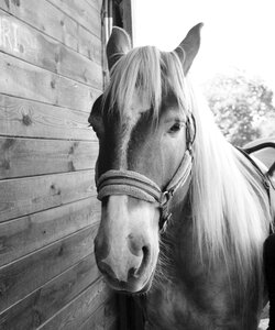 Animal equine stable photo