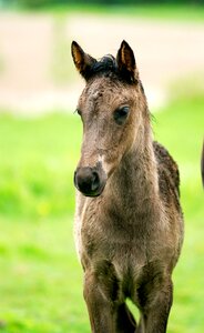 Colt filly canadian horse