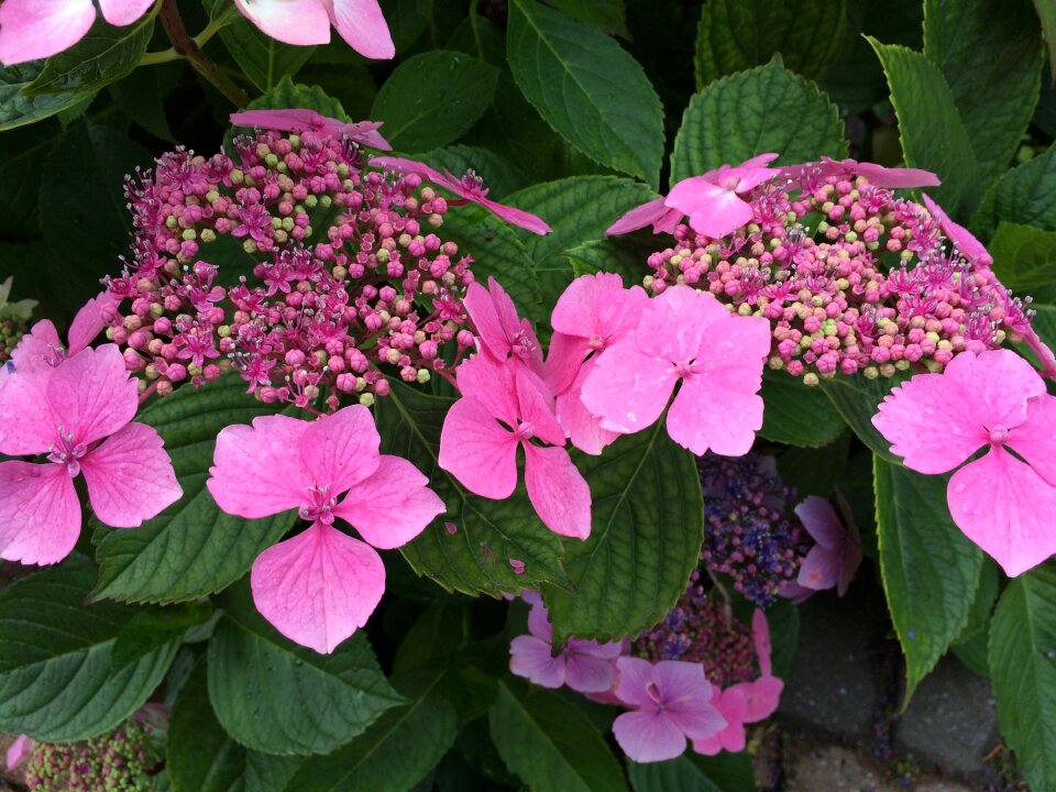 Plant floral garden