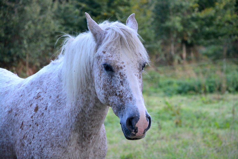 Portrait head filly