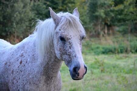 Portrait head filly