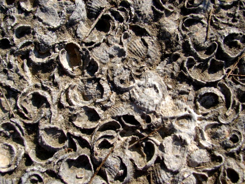Particular of the olimpic rock April 2006