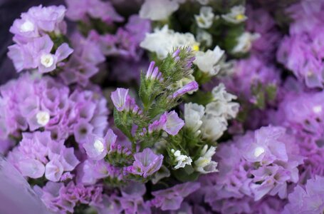 Hoa sa lem pink to pale purple Free photos