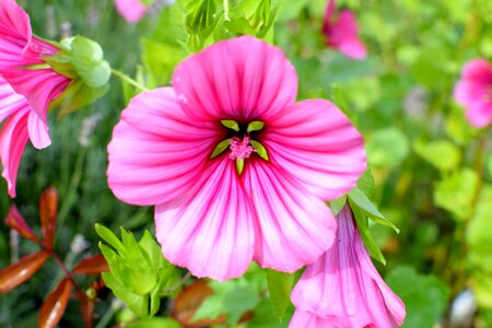 Bloom nature pink mallow