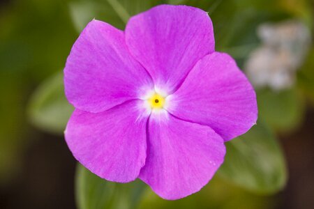 Purple daisies nature flowers photo