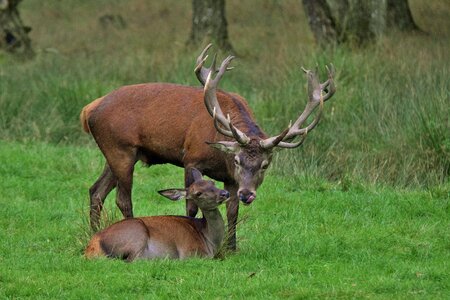 Deer rutting wildlife love for animals photo