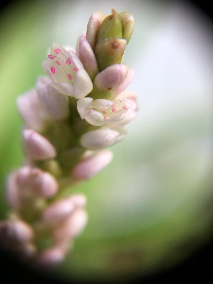 Nature floral blossom