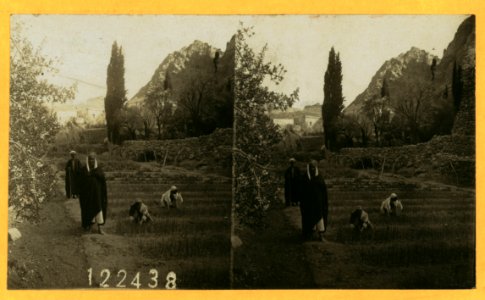 Part of the gardens of St. Catherine Monastery - Mt. Sinai LCCN2004672944 photo