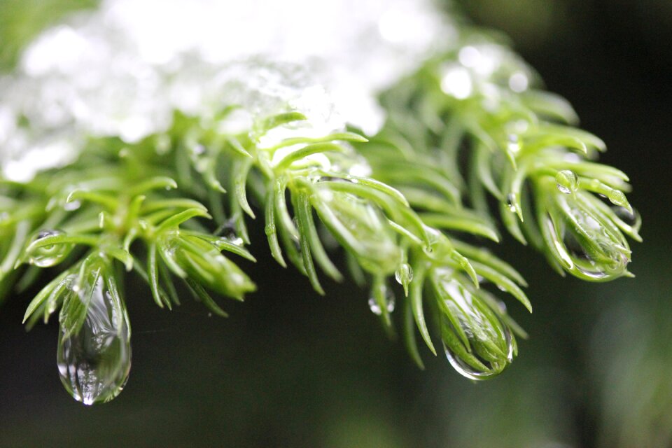 Nature garden water droplets