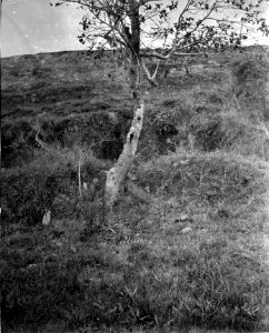 Parti av det skulpterade berget. Lokal, Samaipata, SV. om S-a Cruz de la Sierra, Bolivia. Samaipata - SMVK - 005861