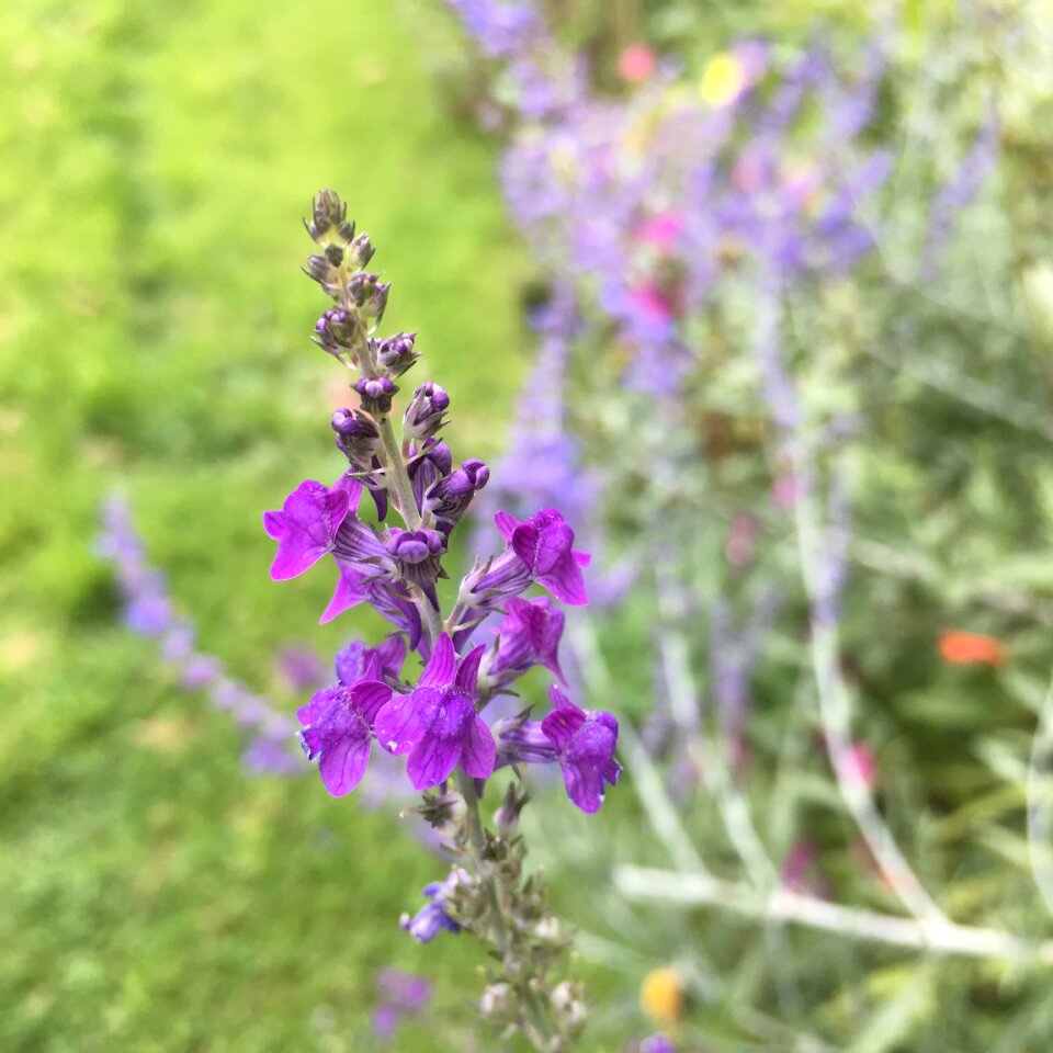 Purple flower purple flowers nature