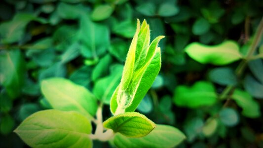 Plant nature kinds of food