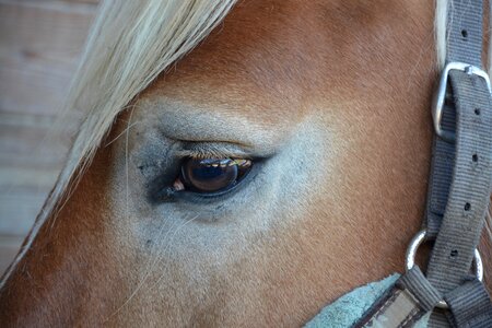 Horse eye look equine photo
