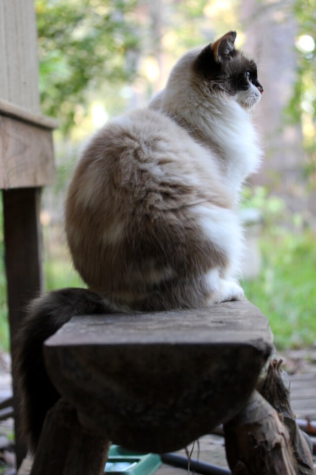 Furry animal pet