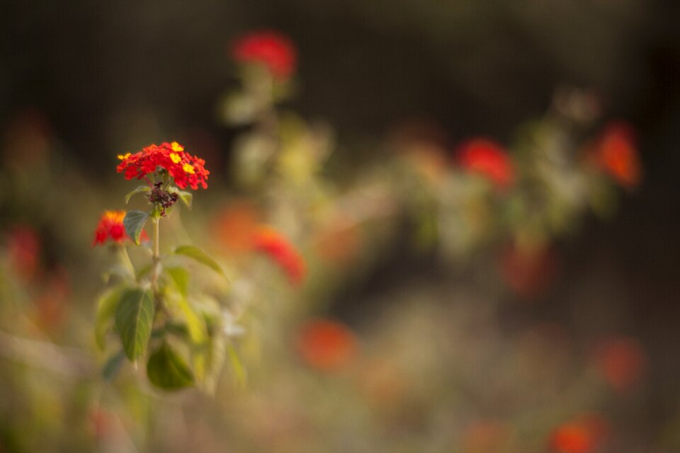 Spring spring flowers flowers