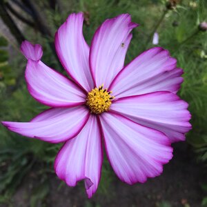 Garden spring floral photo