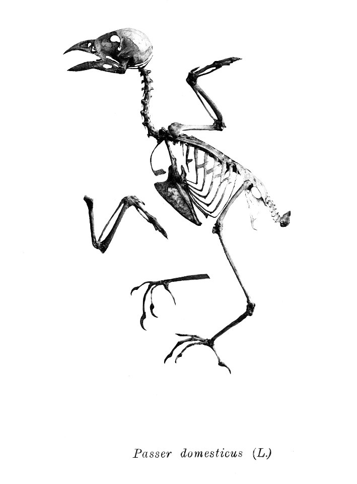 Passer domesticus 205