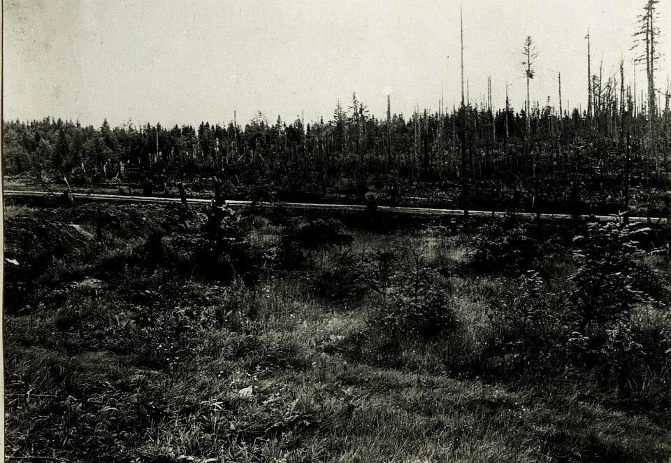 Pass Toronya-Wyszkow; Kahlgeschossener Wald auf der Passhöhe. (BildID 15431135)