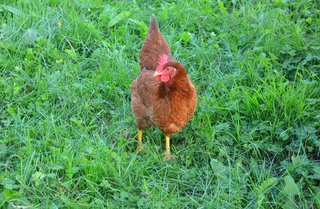 Nature domestic animal field