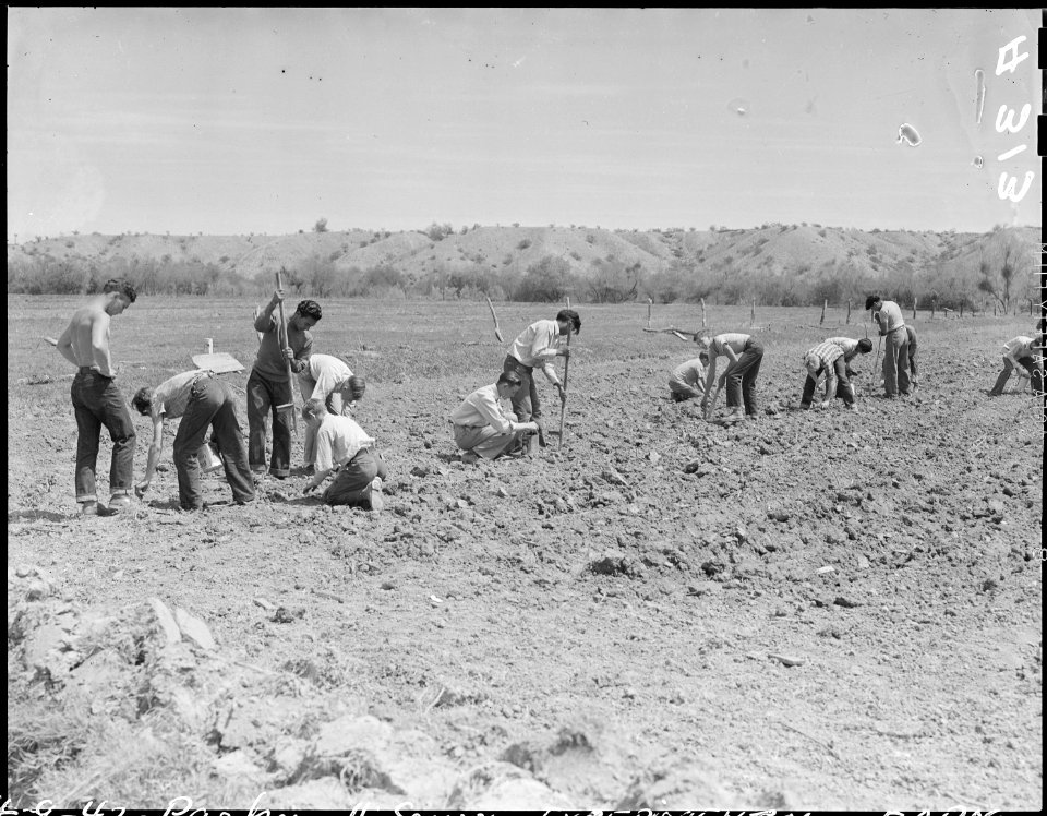 Parker, Arizona. Parker High School students start a test planting of guayule on the Colorado River . . . - NARA - 536252