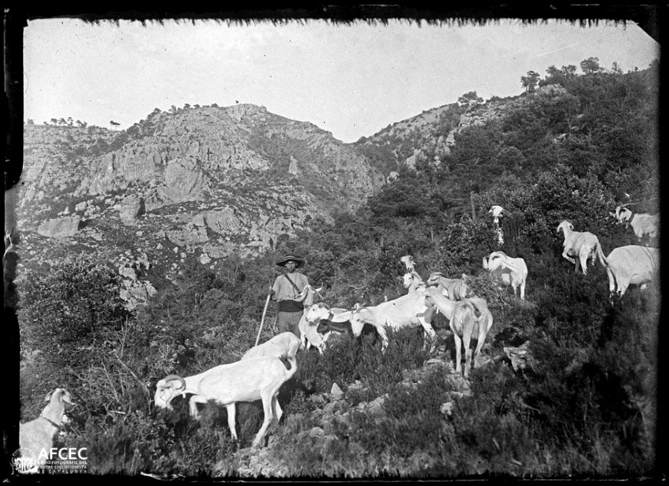 Pastor amb el seu ramat de cabres pasturant a la serra de Cardó (AFCEC MORELLO A 7682)