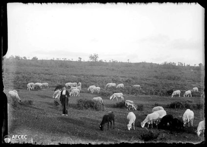 Pastor pasturant el seu ramat d'ovelles (AFCEC MORELLO A 7760) photo
